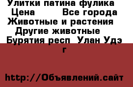 Улитки патина фулика › Цена ­ 10 - Все города Животные и растения » Другие животные   . Бурятия респ.,Улан-Удэ г.